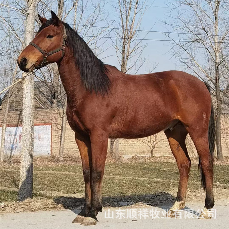 婚庆骑乘马 枣红色拉车马价格 伊犁马马驹出售蒙古马 德保矮马