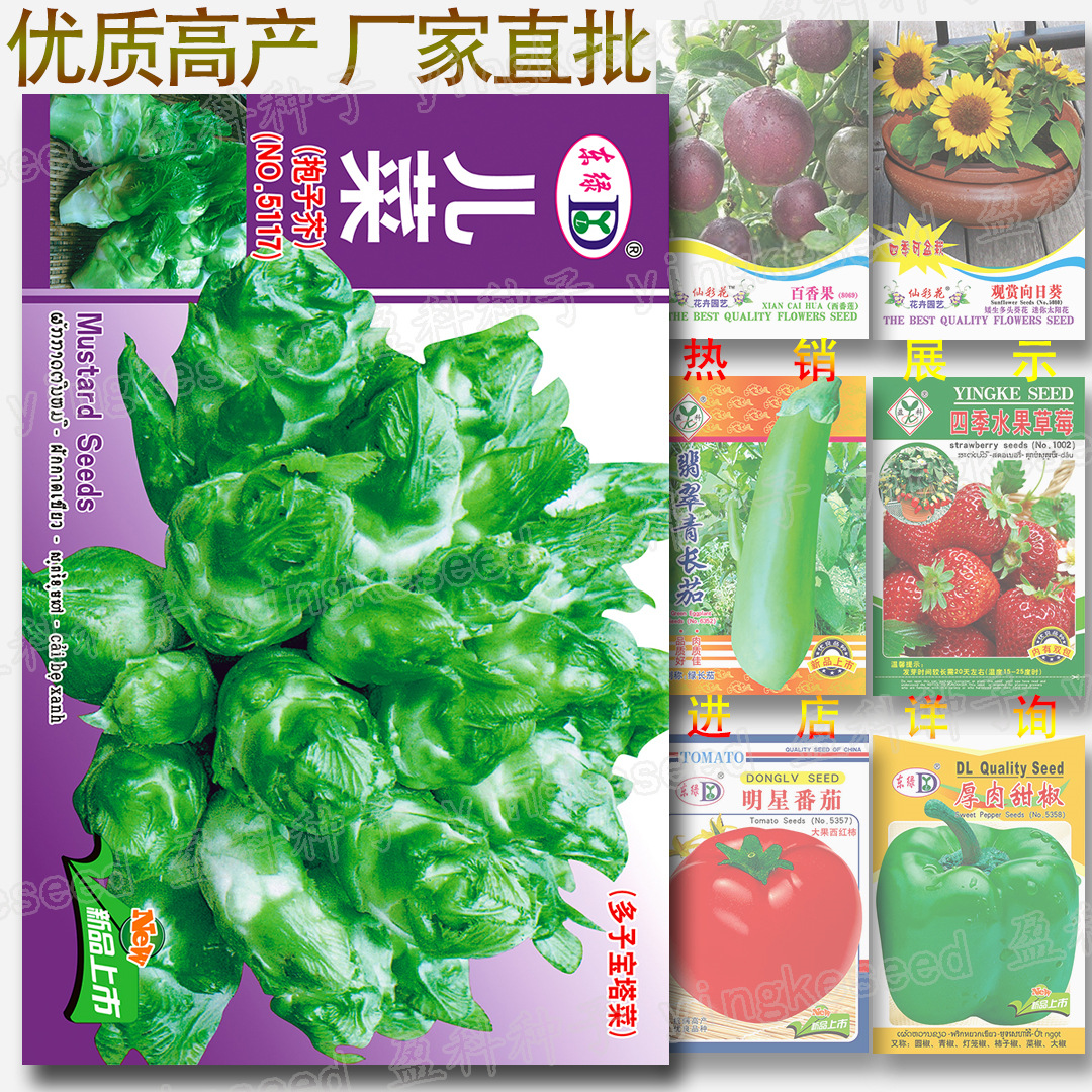 蔬菜种子厂家公司四季易种地摊菜种花卉牧草坪种子批发-儿菜种籽