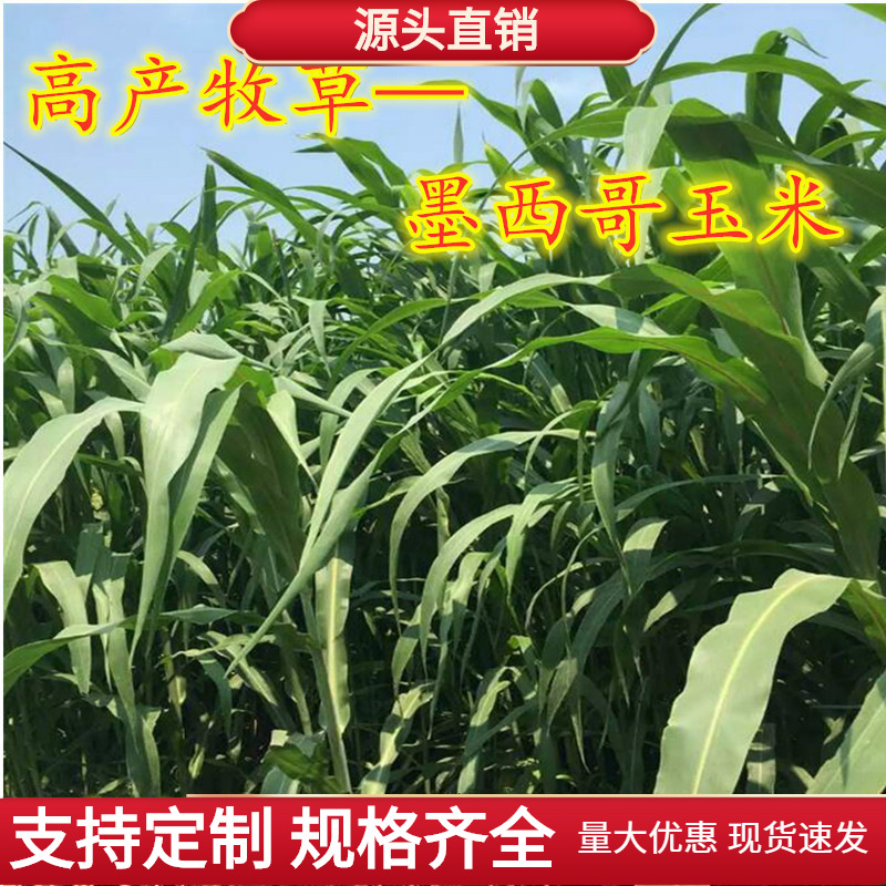墨西哥玉米草种子优12多年生牧草种子猪马牛羊鱼饲料草籽草种包邮