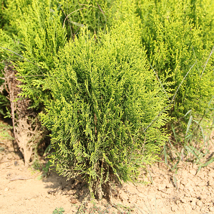 洒金柏苗批发工程绿化苗木庭院绿篱洒金柏球 色块灌丛洒金柏小苗