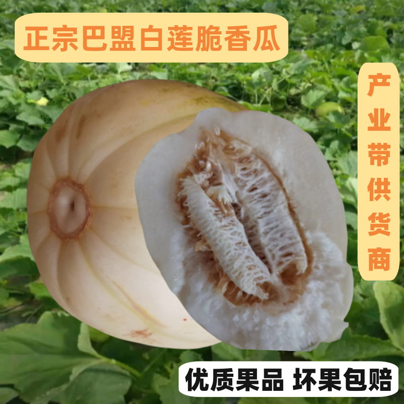 ll巴盟香瓜10斤内蒙白莲脆甜瓜蜜瓜当季新鲜时令水果整箱现发