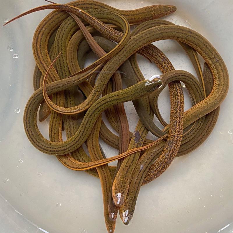 海鳗鱼 星鳗鱼 海鳗 一夜干鳗鱼-询价-阿里巴巴