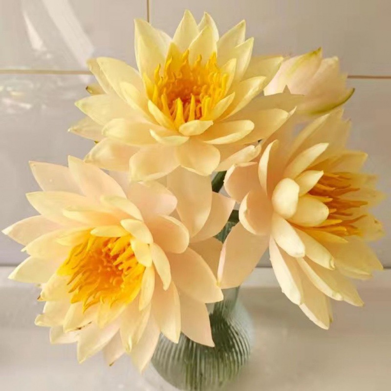 睡莲新鲜广州基地供佛家用莲花室内水养鲜切花束批发插花同城速递