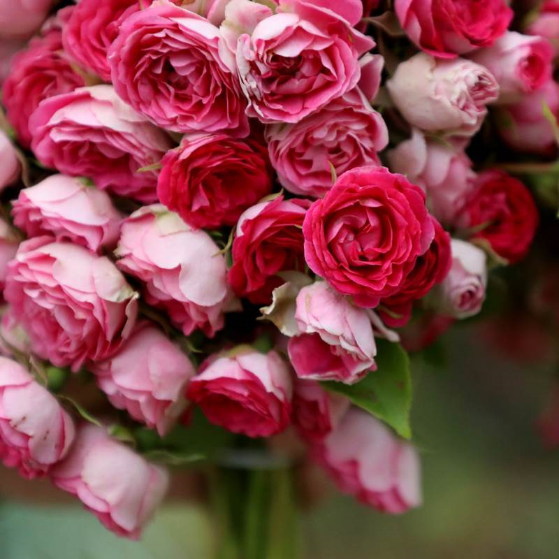 胭脂扣月季多季爬藤月季苗阳台庭院盆栽植物玫瑰花卉藤本花苗月季