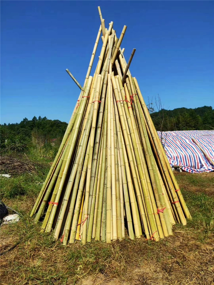 装修白竹竿大棚竹杆竹栅栏竹篱笆干竹子楠竹毛竹竹干白竹