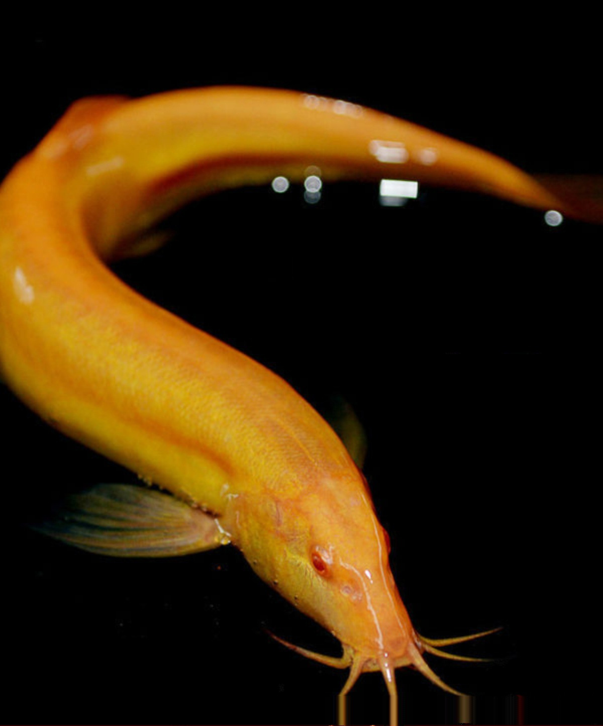 黄金鳅清道夫金龙鳅好养黄金泥鳅淡水鱼小金鱼耐活活