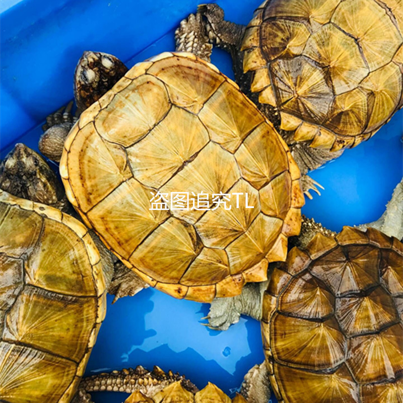 大鳄龟苗活体鳄鱼龟纯佛佛鳄刺鳄钓鱼龟乌龟食用鳄龟观赏特价出售