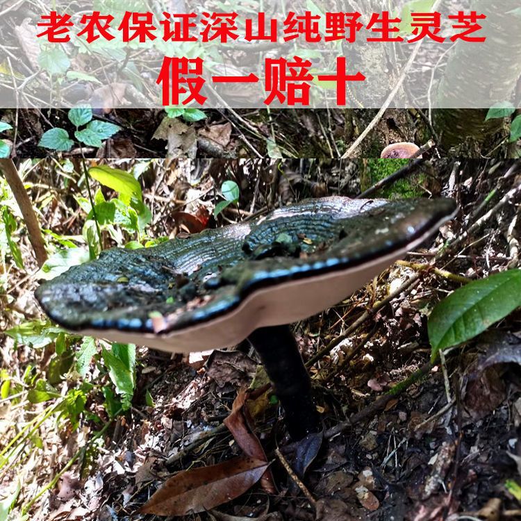 长白山天然纯野生黑灵芝整枝紫赤灵芝深山林芝紫灵芝250g灵芝