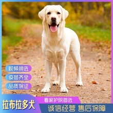 纯种拉布拉多幼犬活体双血统神犬小七导盲犬家养中型宠物狗狗幼崽