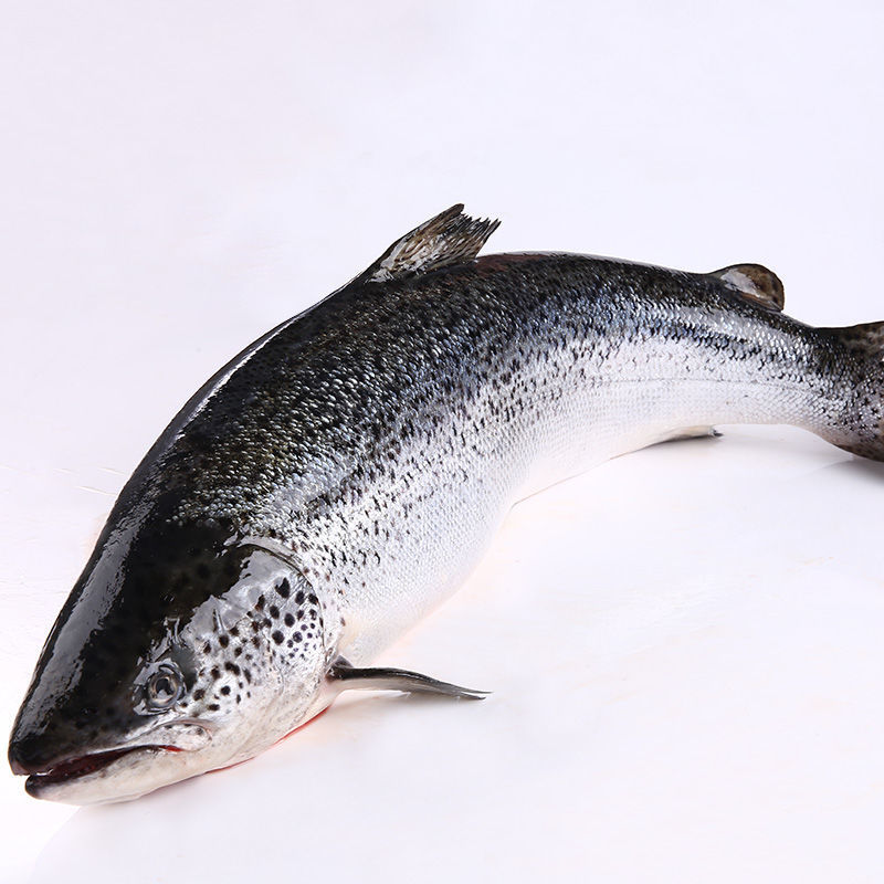 三文鱼整条新鲜冰鲜大西洋鲑刺身去内脏装一件批发厂家厂家批发