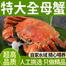 全母大闸蟹鲜活特大海鲜水产公母螃蟹礼盒现货镇发816只一件 批发