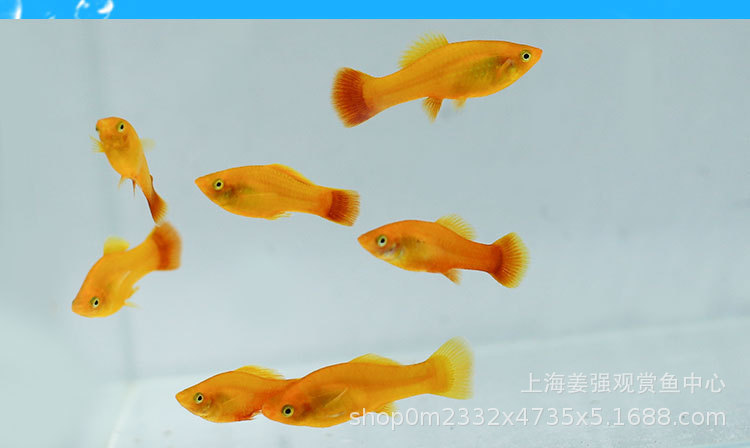 金牡丹鱼凤尾鱼胎生鱼观赏鱼热带鱼活体金牡丹鱼三色牡丹鱼草缸鱼