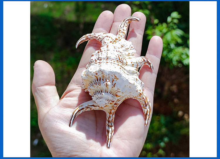 海螺贝壳水字螺六角螺家居摆件水族造景鱼缸装饰拍摄道具儿童礼物