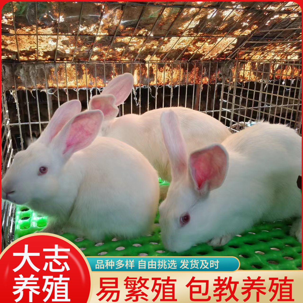 养殖新西兰兔投资少回报率高 优质肉兔新西兰大白兔活体 纯种兔苗