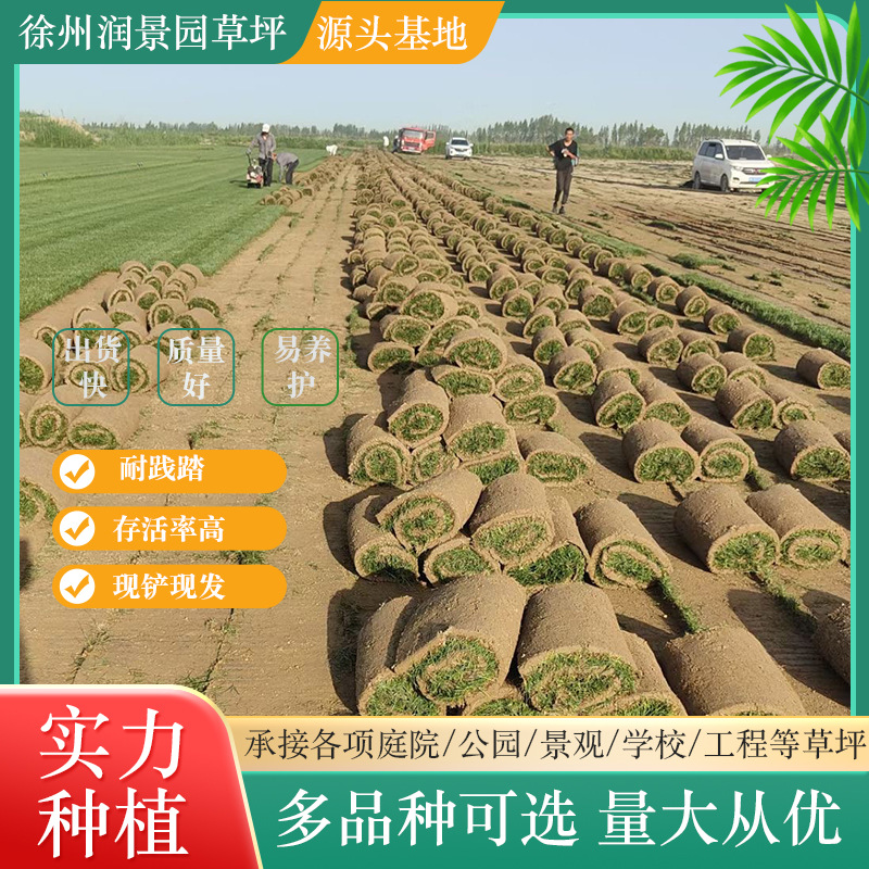 草坪带土真草皮地坪草台湾草四季常青庭院别墅工程绿化好养批发款