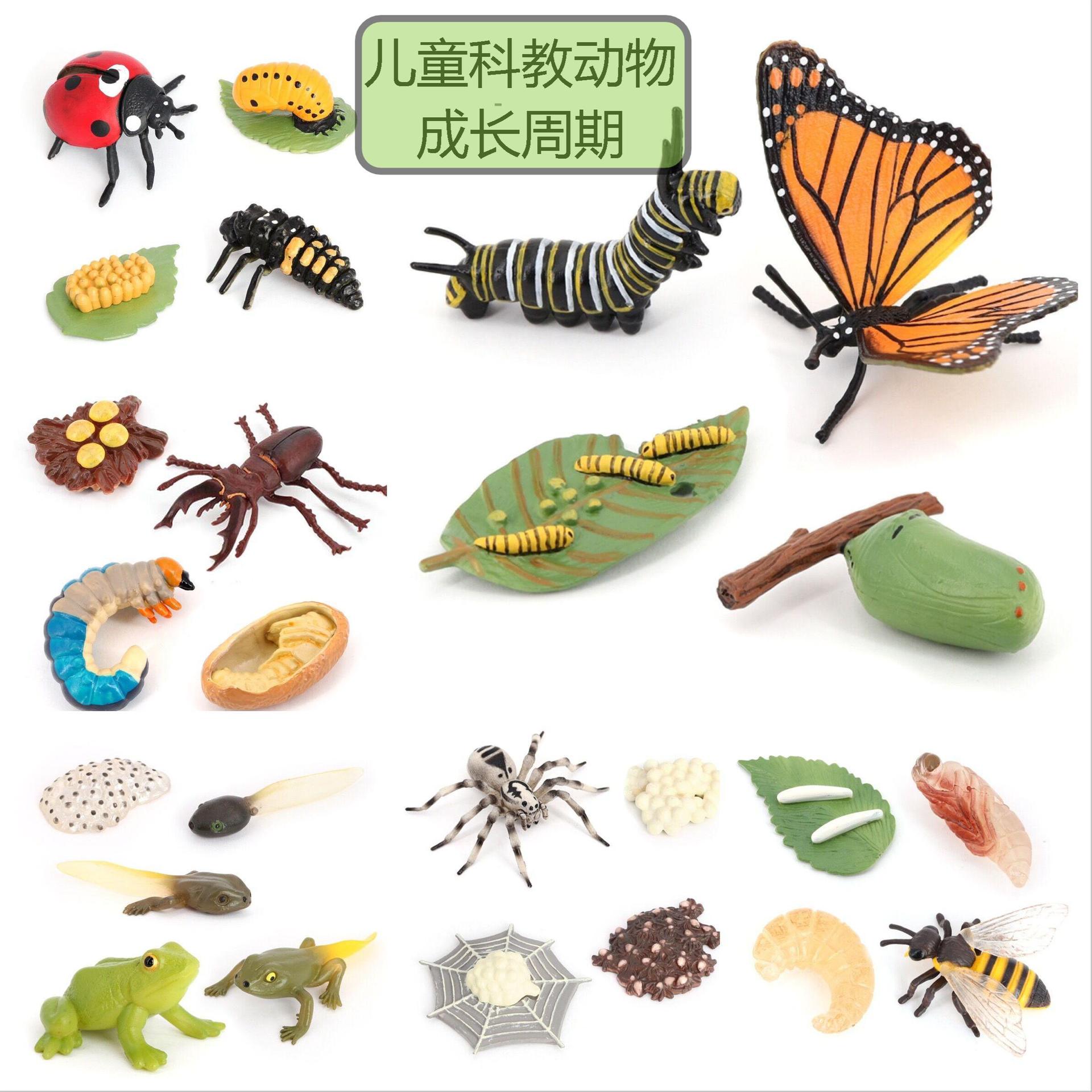 儿童科教仿真昆虫小动物蜜蜂青蛙蜘蛛瓢虫锹形虫蝴蝶生长周期模型
