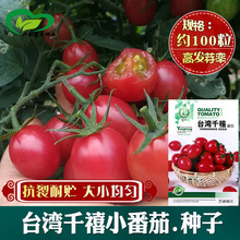 台湾千禧小柿子种子 农田菜地农户种植大小整齐耐贮抗裂小番茄籽