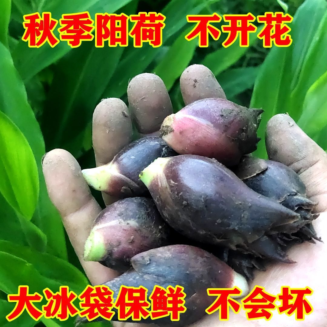 贵州阳荷姜新鲜1-10斤包邮 时令蔬菜洋河姜阳禾 野生洋荷 洋胡姜