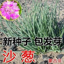 蒙古韭内蒙古野生沙葱种子胡葱耐寒耐旱四季韭葱盆栽阳台菜种籽