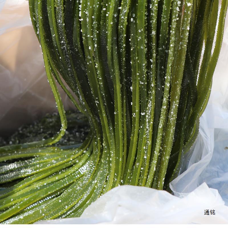 厚丝荣成海带盐渍海带丝厚长五斤新鲜厚海带丝长海带丝5斤商用丝