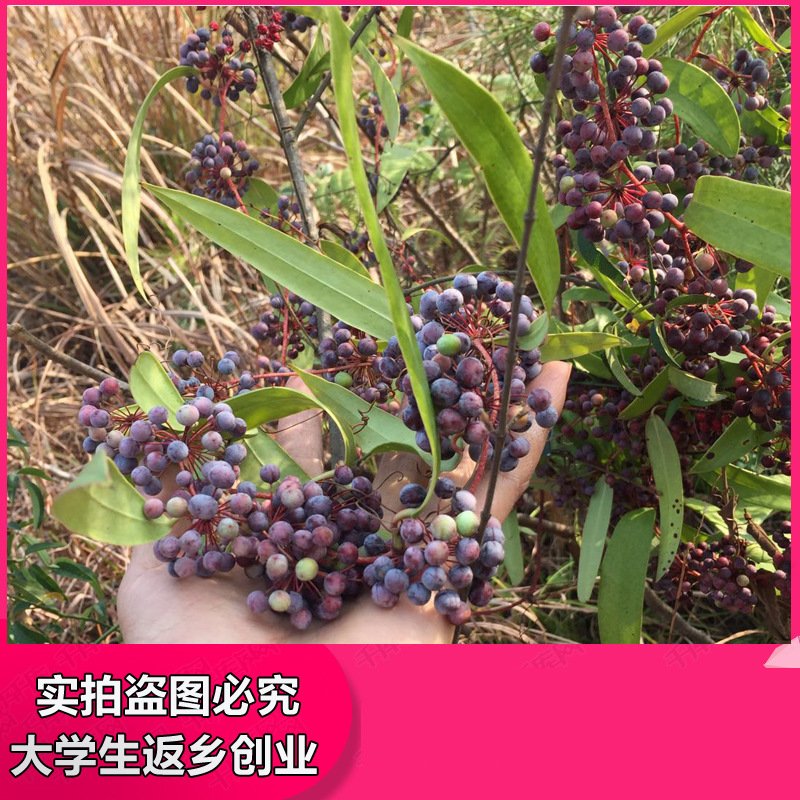 土茯苓种子野生土茯苓种子野生土茯苓种子新采冷饭团土茯林云苓