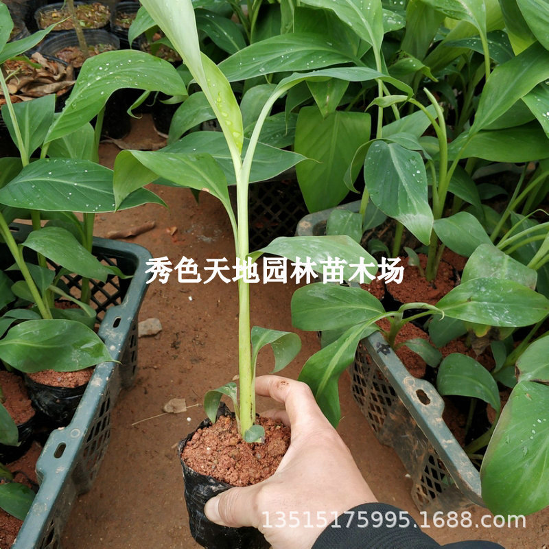 香蕉树苗中蕉9号香蕉苗当年结果产量高矮化香蕉树阳台庭院盆栽树