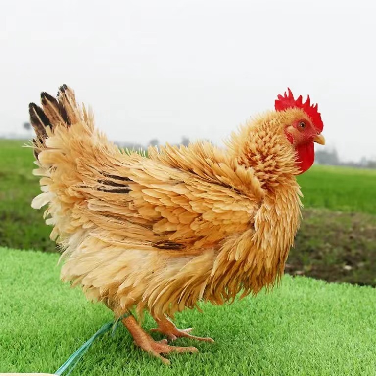 翻毛鸡 麒麟鸡