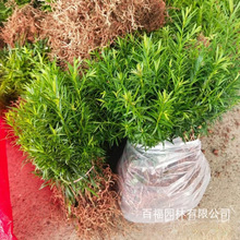 百福园林批发 南方红豆杉 树苗 产地价格 道路绿化盆栽植物