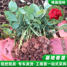 卡罗拉鲜切玫瑰花苗产地批发 工程绿化小苗四季观赏玫瑰月季种苗