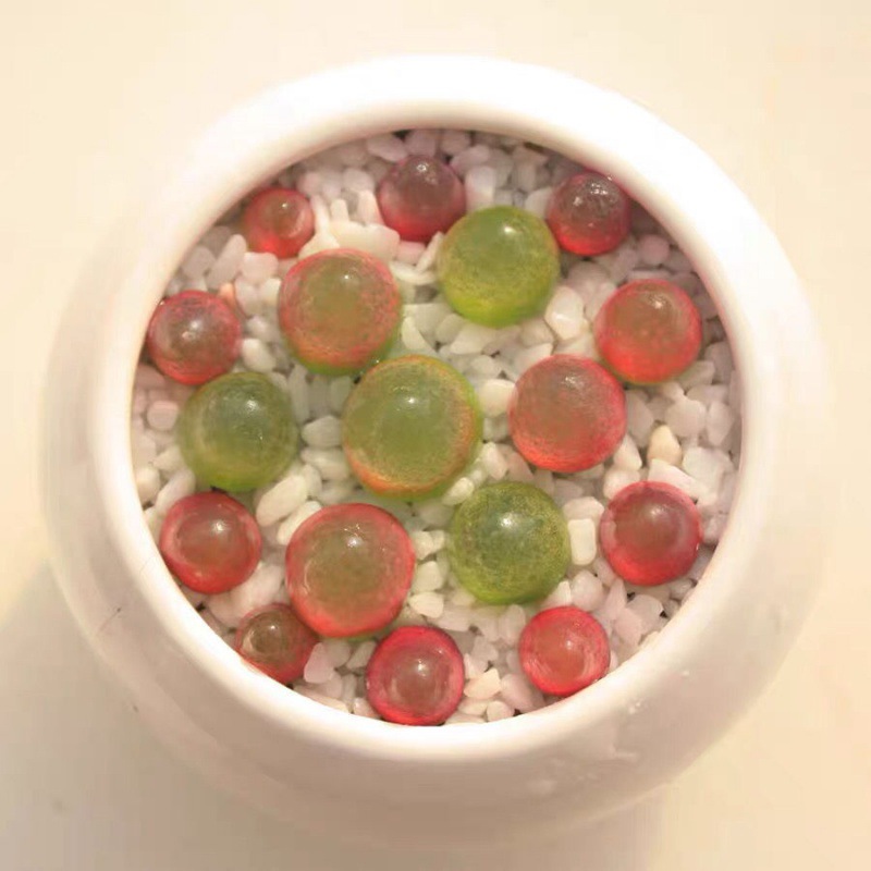 多肉植物灯泡肉锥生番杏科呆萌肉肉母本贵货进口生石花红色好养