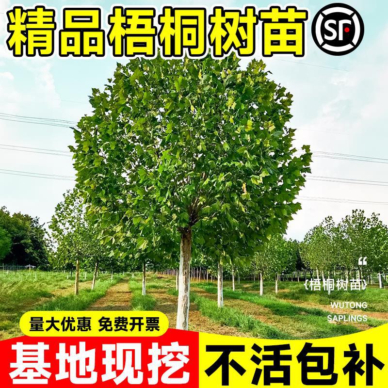 梧桐树树苗青桐法桐南北方种植四季常青庭院景观树悬铃木绿化苗木