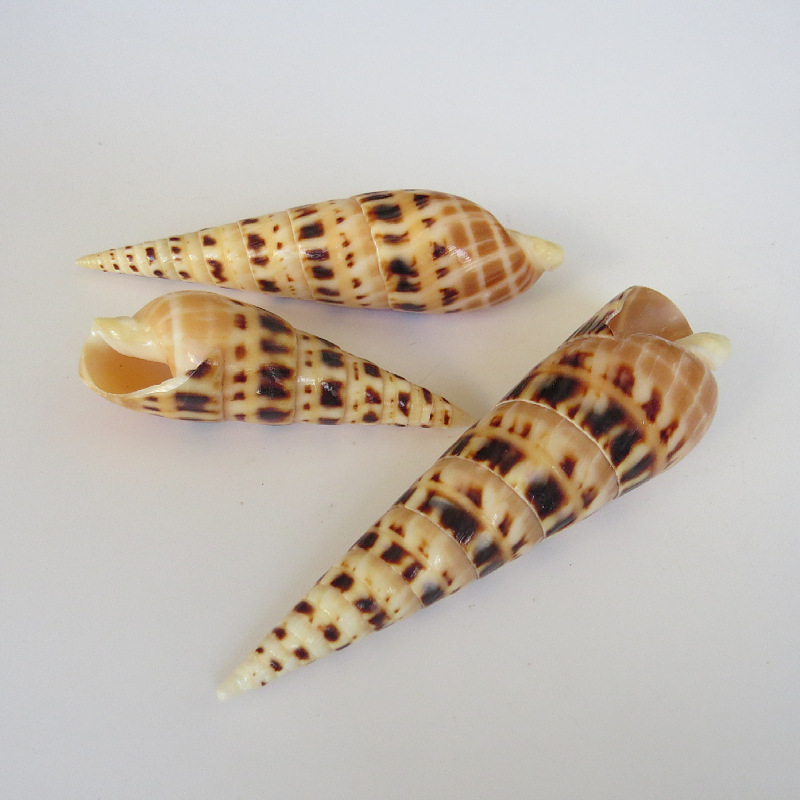 竹笋螺工艺品鱼缸水族箱摆件 竹笋螺自然海螺贝壳批发