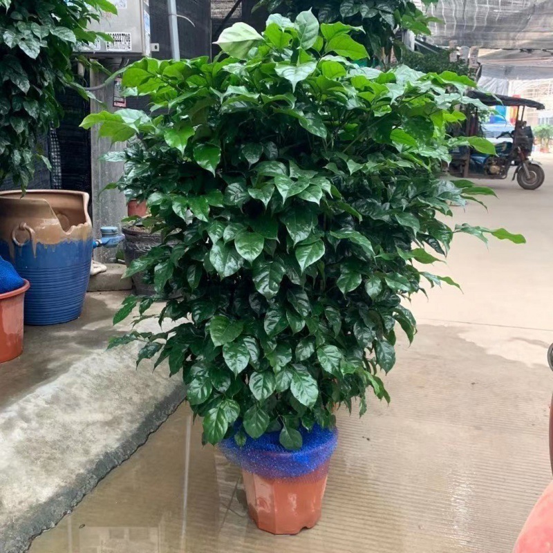 幸福树绿植室内外花卉盆景植物盆栽大树摇钱树花苗客厅搬基地批发