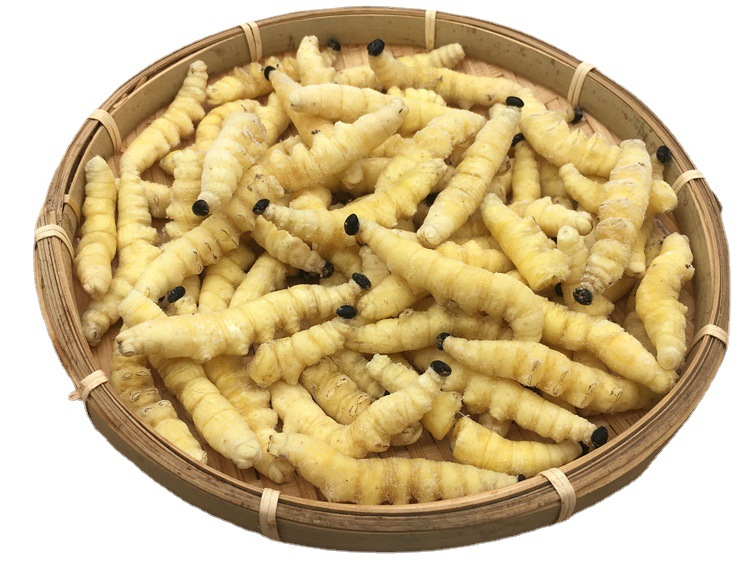 芭蕉虫 芭蕉蛆  新鲜速冻油炸爆炒  烧烤 云南特产食用昆虫芭蕉虫