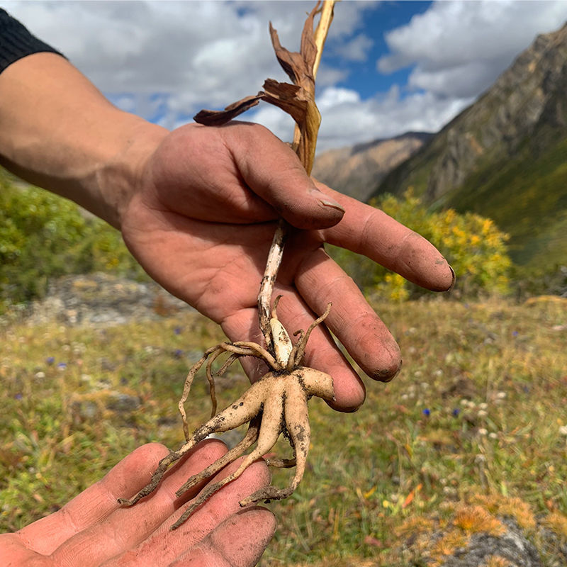 手掌参中药材批发佛手参正宗西藏通用佛手参干手儿参365天煲汤炖