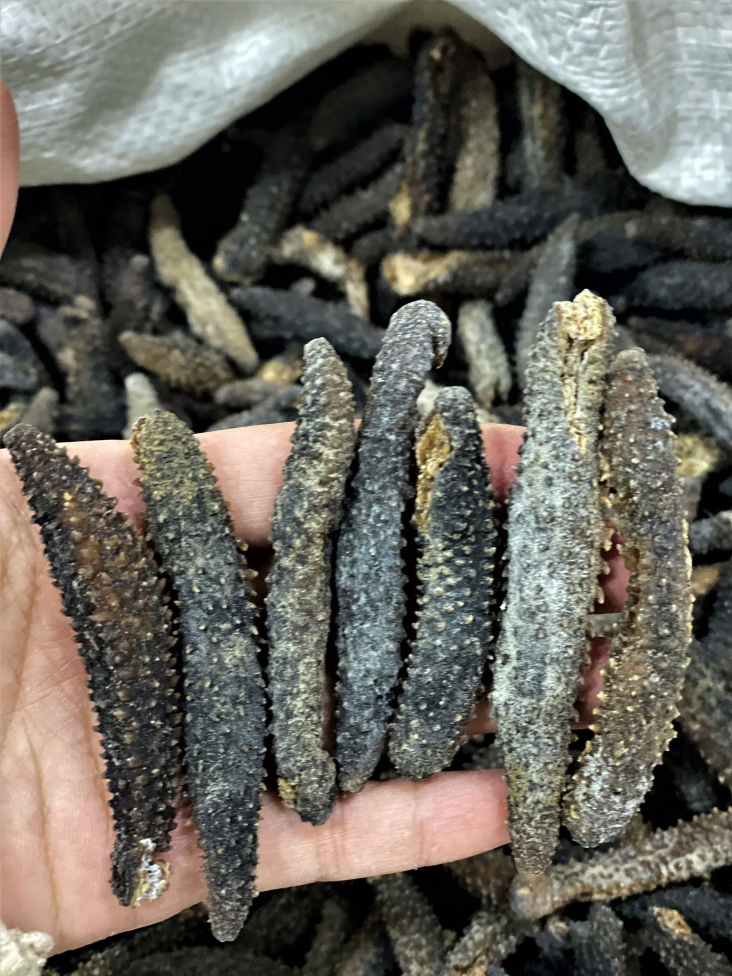 印尼小刺参刺秃参海参泡发率高小米刺口感好小白刺150头干货批发