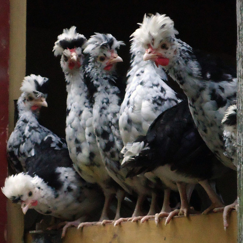 产地/厂家山东/万洋品牌万洋货号15241853品种贵妃鸡商品属性商品属性