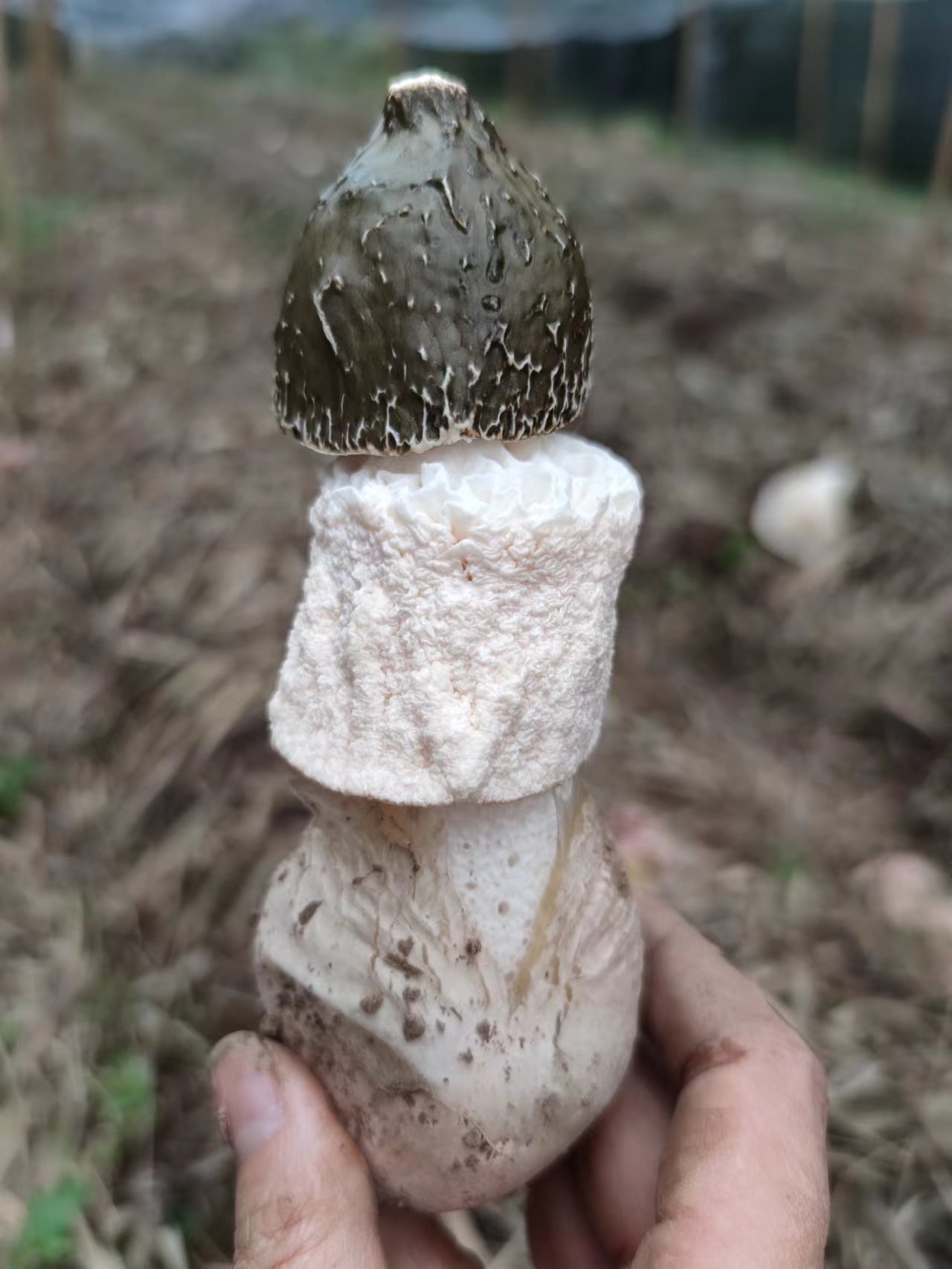 四川宜宾长宁长裙竹荪竹笙竹花野生菌肉厚干货土特产杆网都可吃