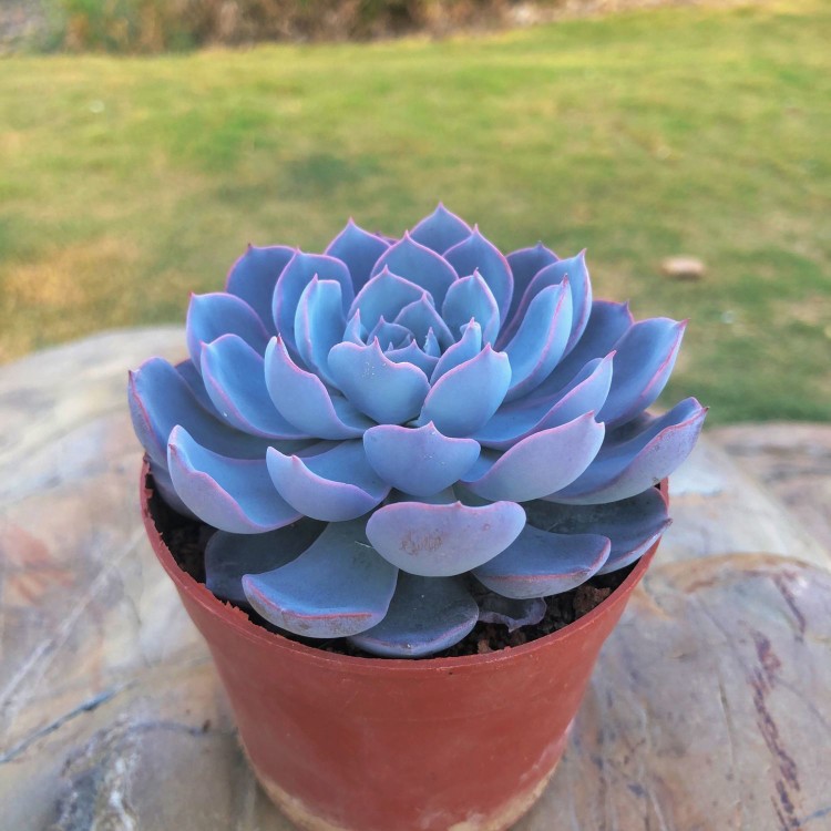 【蓝莲花】多肉植物花卉盆栽室内绿植肉肉植物四季易活新手好养