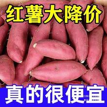 【新鲜现挖 黄心蜜薯】新鲜红薯黄心蜜薯沙地蜜薯9斤5斤新鲜红薯