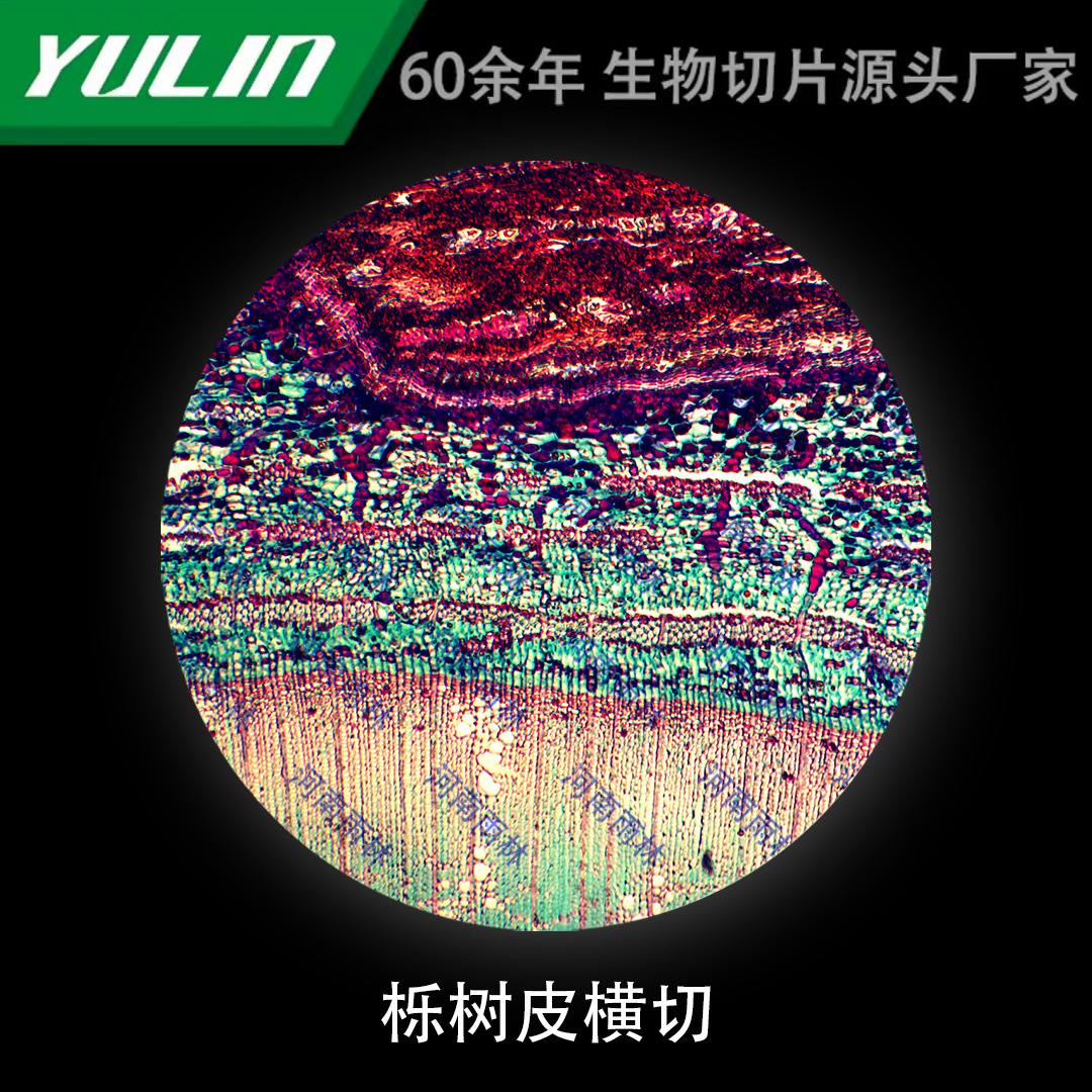 栎树皮横切微生物标本显微镜生物切片高校教学实验仪器科研玻片