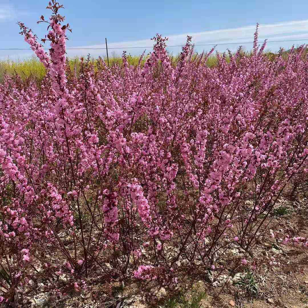辽宁供应丛生重瓣榆叶梅工程绿篱重瓣榆叶梅价格80-150重瓣榆叶梅