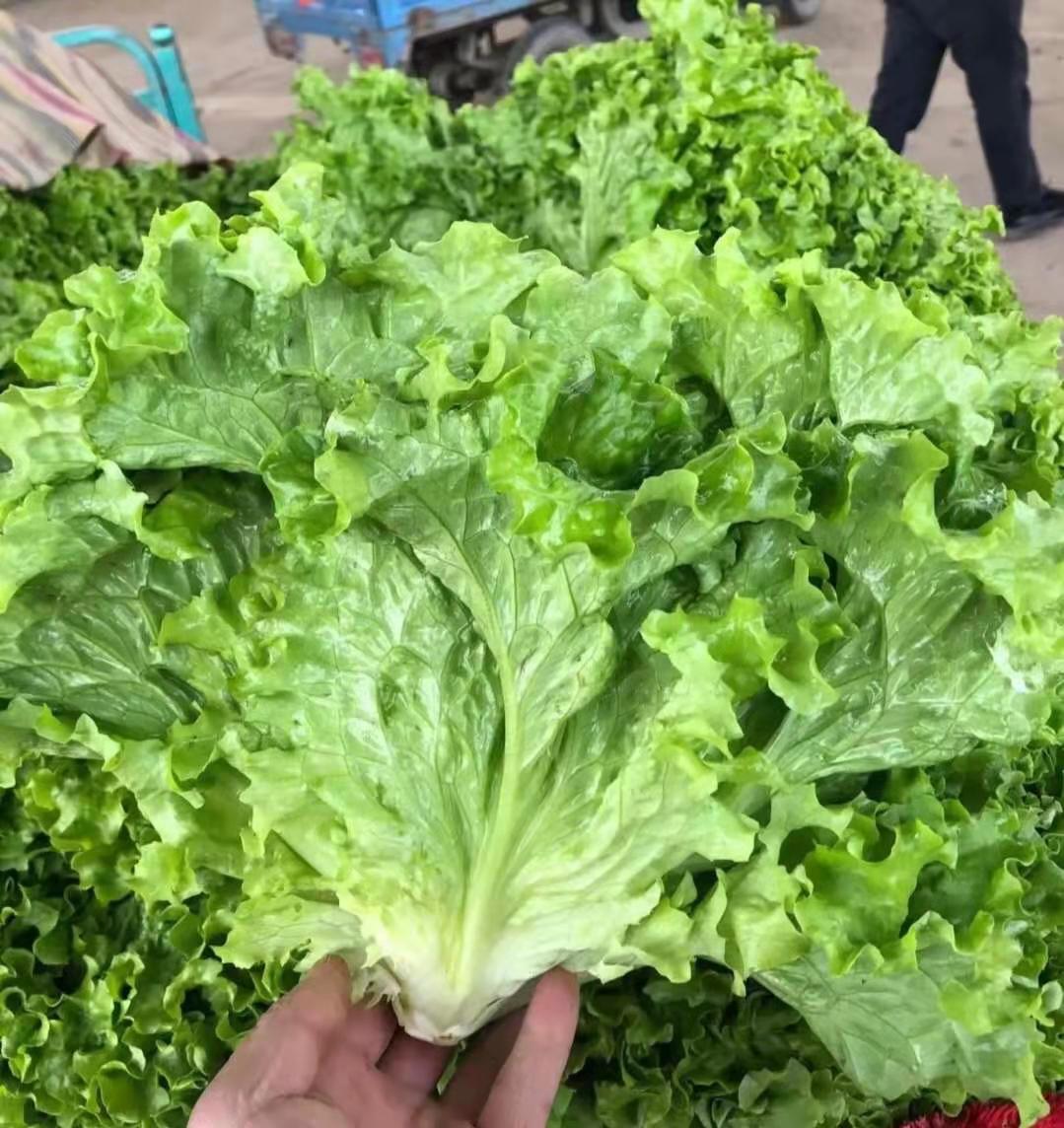 申萌.玻璃生菜美国大苏生生菜种子 众合种业 直立生长散叶生菜