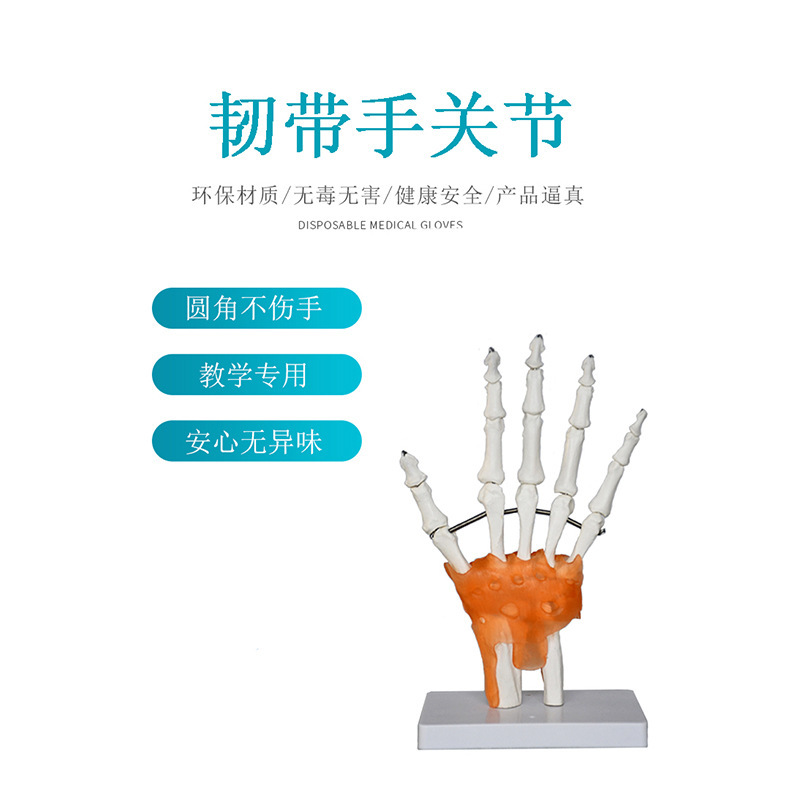 Ly Palm Bone Model Hand Joints Model Hand Bone Ulna and Radius Model Human Bone Knee Joint Factory