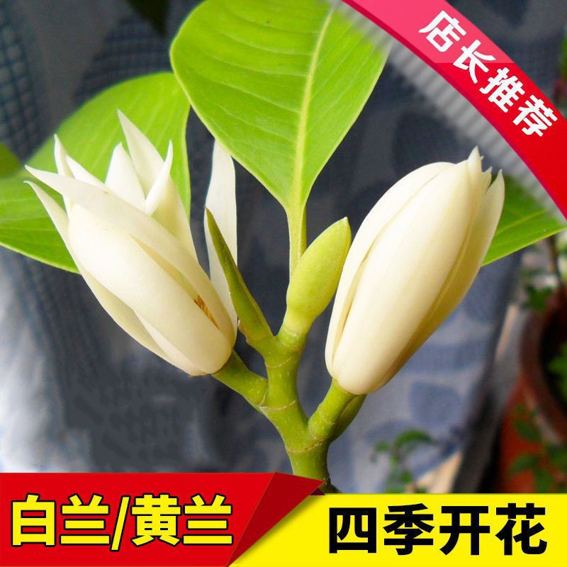 广东白兰花盆栽白玉兰树苗嫁接黄角兰黄玉兰花苗常绿树苗庭院大苗