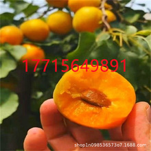 新世纪杏树苗价格 巨蜜王杏树苗基地 密香杏苗批发红丰杏树苗品种