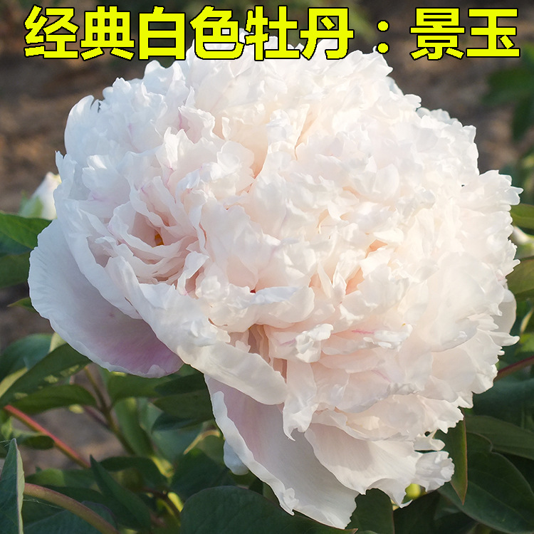 白雪塔正宗菏泽牡丹花苗大苗盆栽花重瓣四季开花阳台