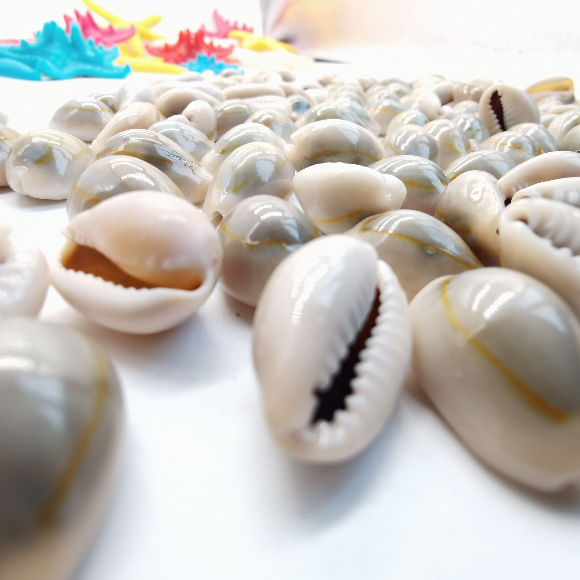 天然金边螺钱币贝壳海螺 手工diy配饰材料微景观鱼缸装饰