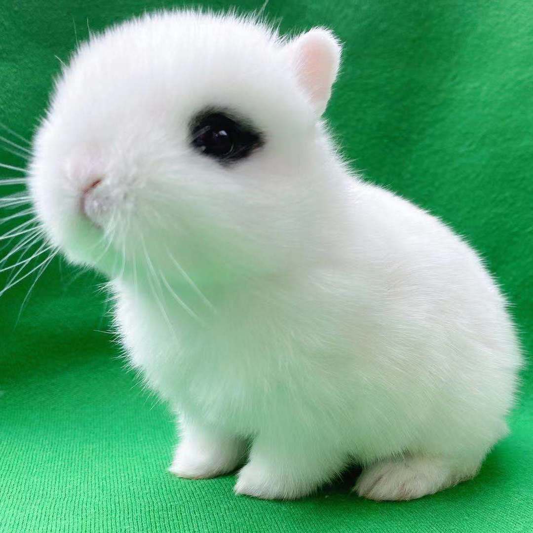 小兔子活体侏儒兔迷你长不大小型公主熊猫垂耳小白兔小型宠物兔