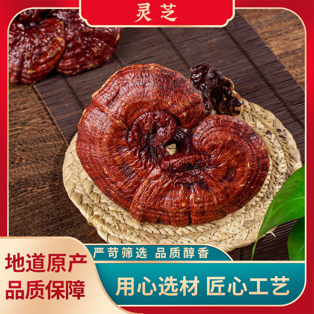 整支盆景产地基地直供地直灵芝实体灵芝地基原产代发一件原产地切